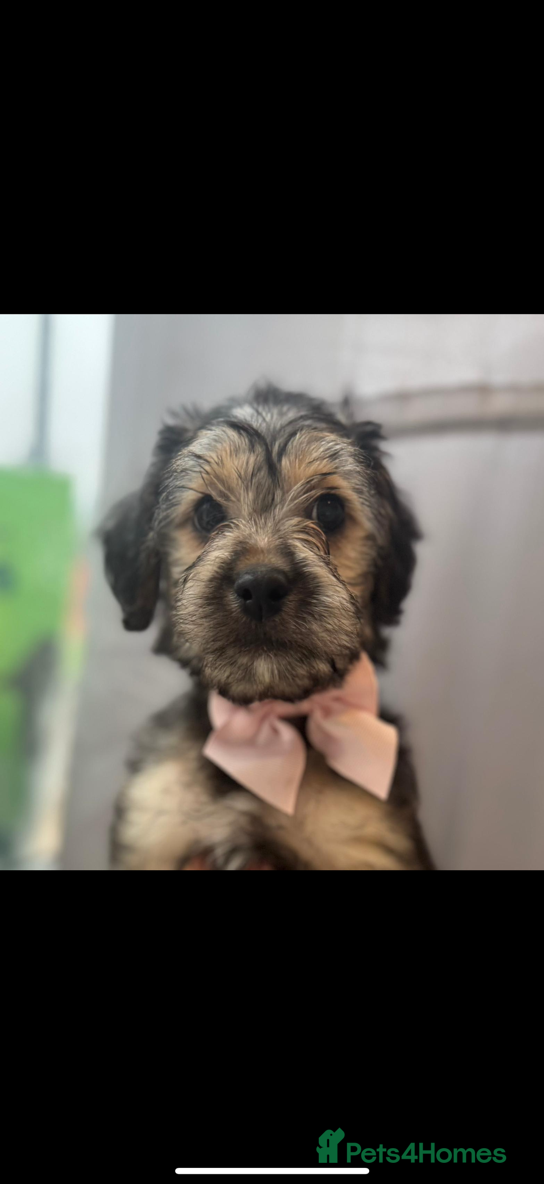 Mixed Breed dogs for sale: Beautiful Shihtzu cockerpoo shihpoo girl  - Advert 6