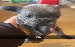 French Bulldog dogs for sale:  frenchies puppies  - Image 19