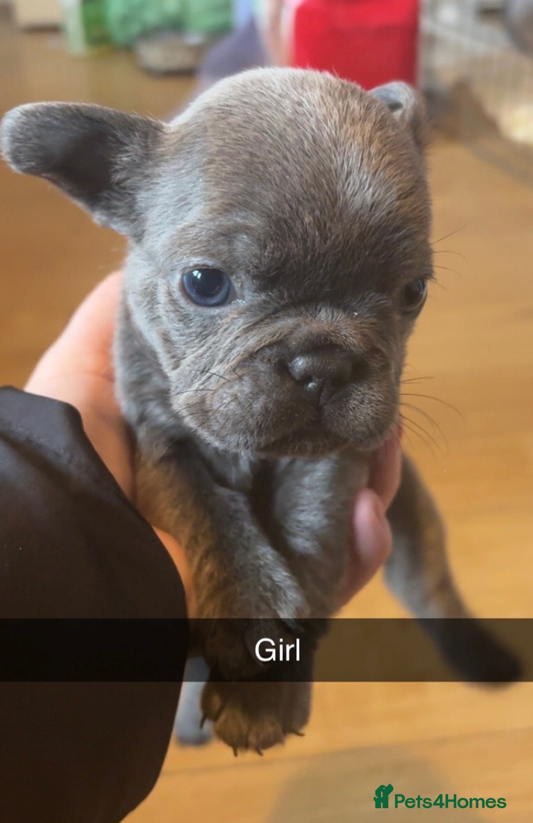 French Bulldog dogs for sale:  frenchies puppies  - Image 19