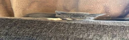 Mixed Breed cats for sale: Adorable kittens for sale  - Advert 22