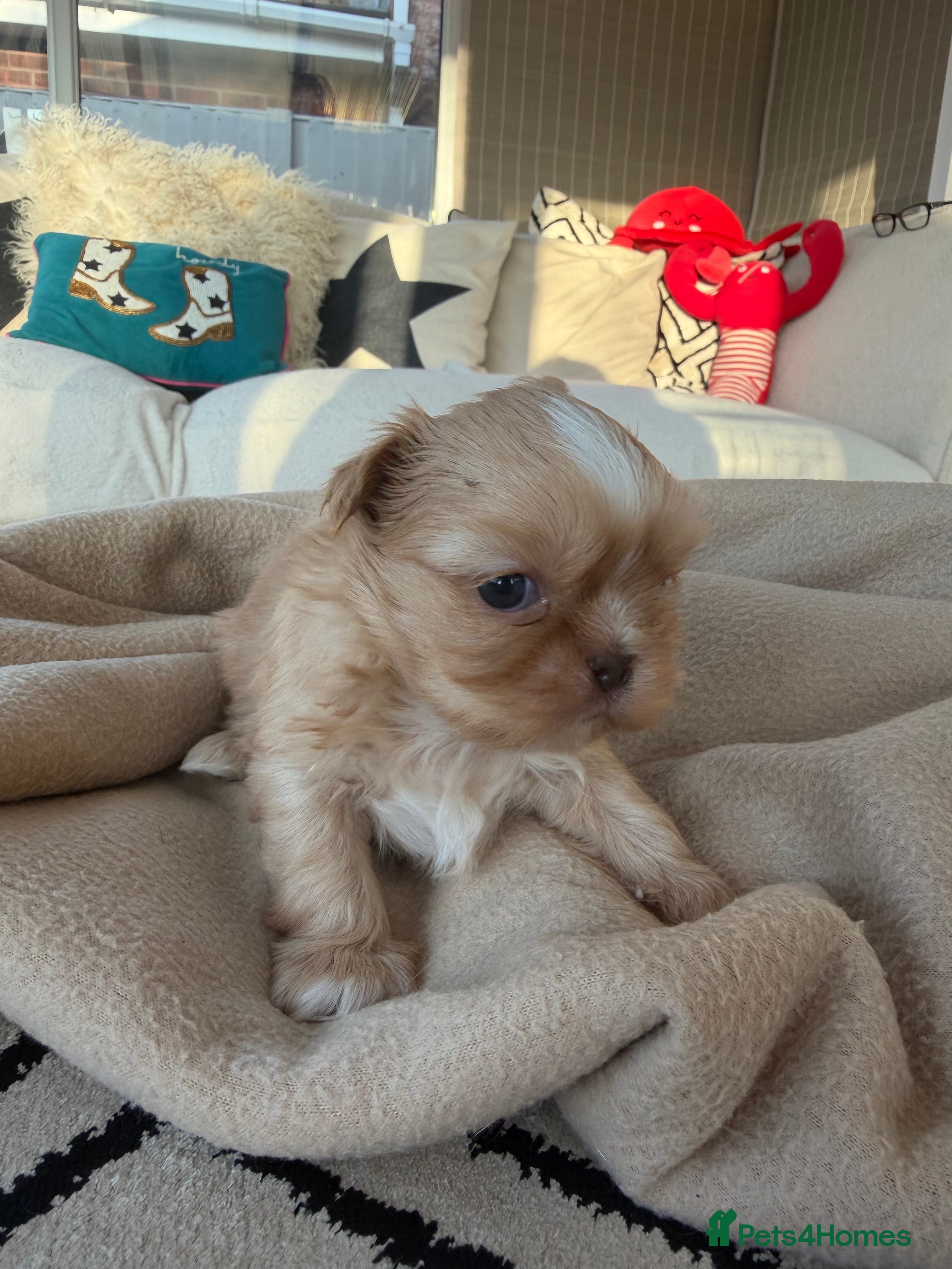 Shih Tzu dogs Stunning Shih Tzu puppies - ready 14th Feb 🤍 - Advert 2