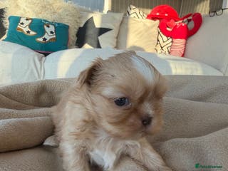 Shih Tzu dogs Stunning Shih Tzu puppies - ready 14th Feb 🤍 - Advert 2