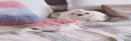 Maltese dogs for sale: 🌸adult Korean Maltese girl KC reg🌸 - Advert 5