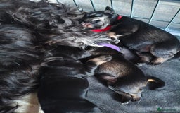 Miniature Schnauzer dogs for sale: Charming Mini Schnauzers with KC registration - Image 2