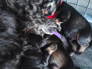 Miniature Schnauzer dogs - Advert 2