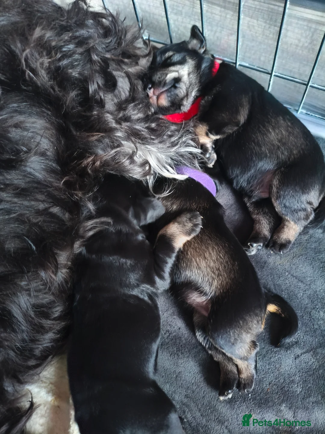 Miniature Schnauzer dogs for sale: Charming Mini Schnauzers with KC registration - Advert 33