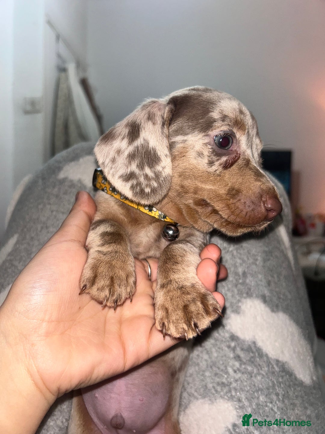 Dachshund dogs for sale: 🐾 Purebred Dachshund Puppies for Sale! 🐾 - Advert 8