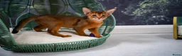 Abyssinian cats for sale: Stunning Wild Ruddy Abyssinian|TICA|Super friendly - Advert 17