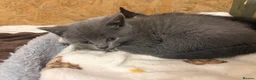 British Shorthair cats for sale: British shorthair cross kittens - Advert 14