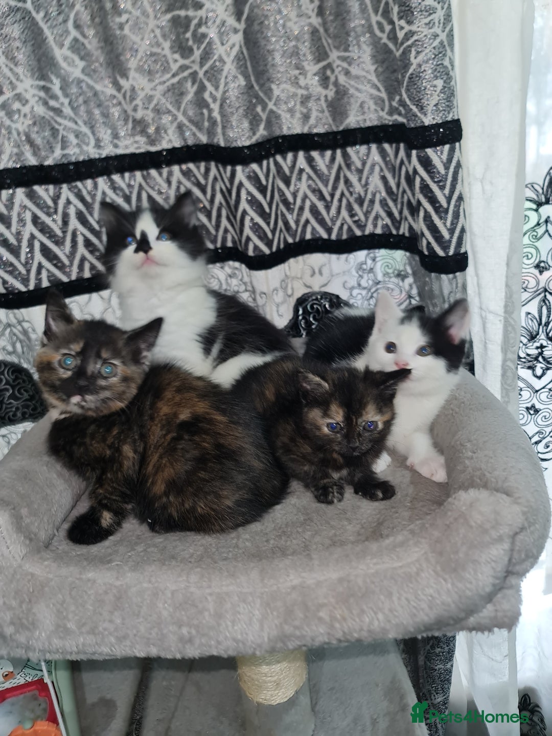 Mixed Breed cats for sale: 2 male kittens black&white - Advert 6