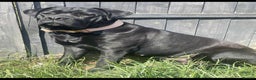 Cane Corso dogs for sale: 10 beautiful girls  - Advert 2