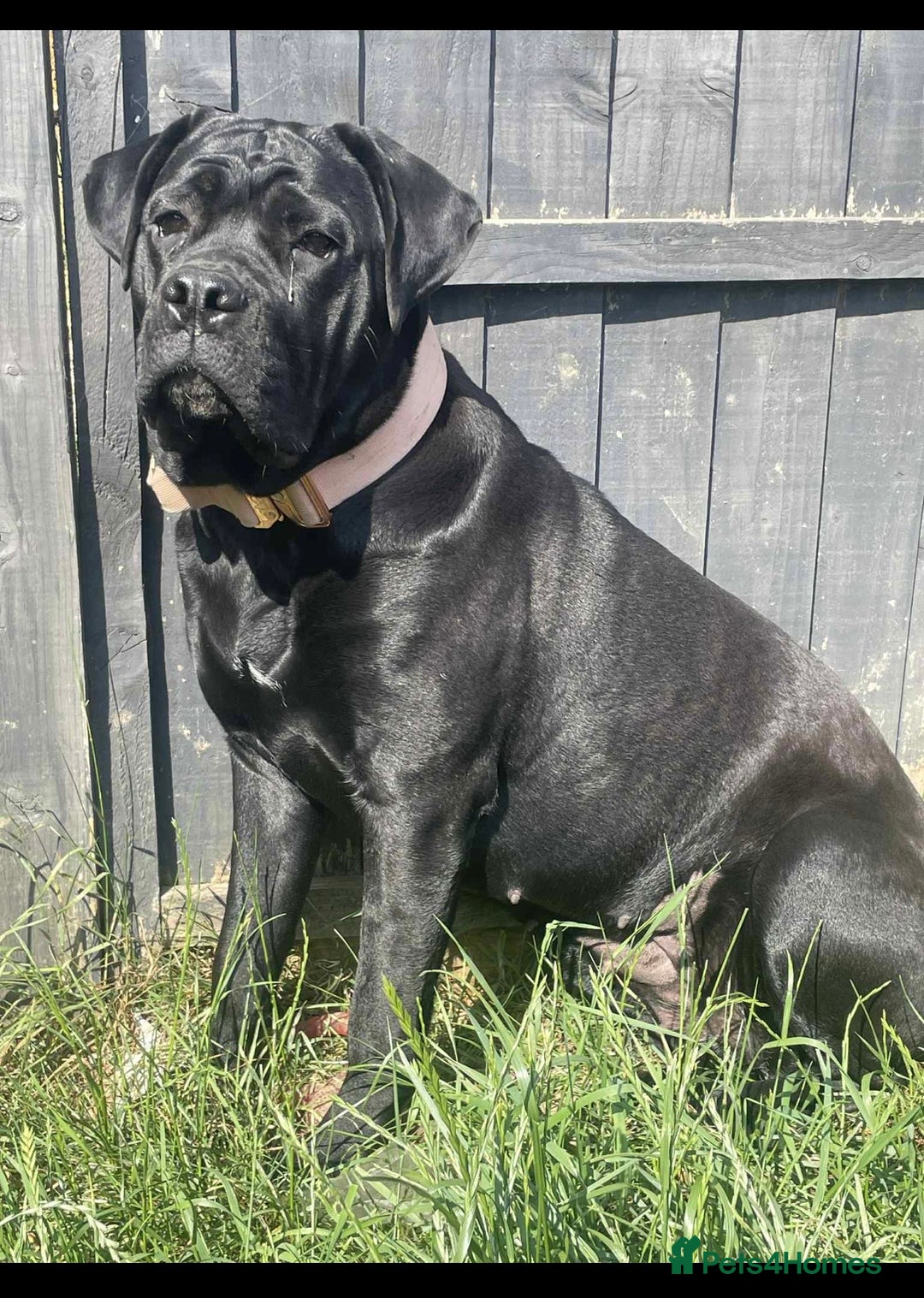 Cane Corso dogs for sale: 10 beautiful girls  - Advert 2
