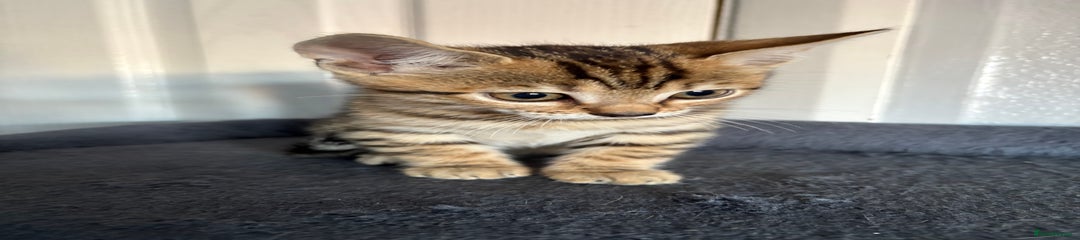 Bengal Kitten 1