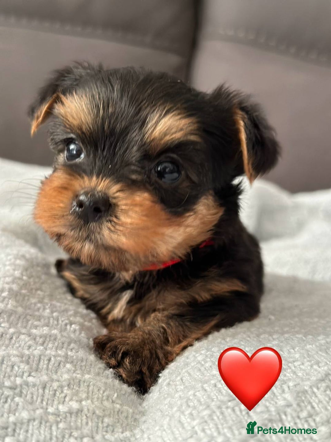 Yorkshire Terrier dogs for sale: Miniature Yorkie Puppies – Boy and Girl - Advert 4