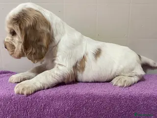 Cocker Spaniel dogs ‘Show Type’ Cocker Spaniel Puppies. KC Registered. - Advert 9