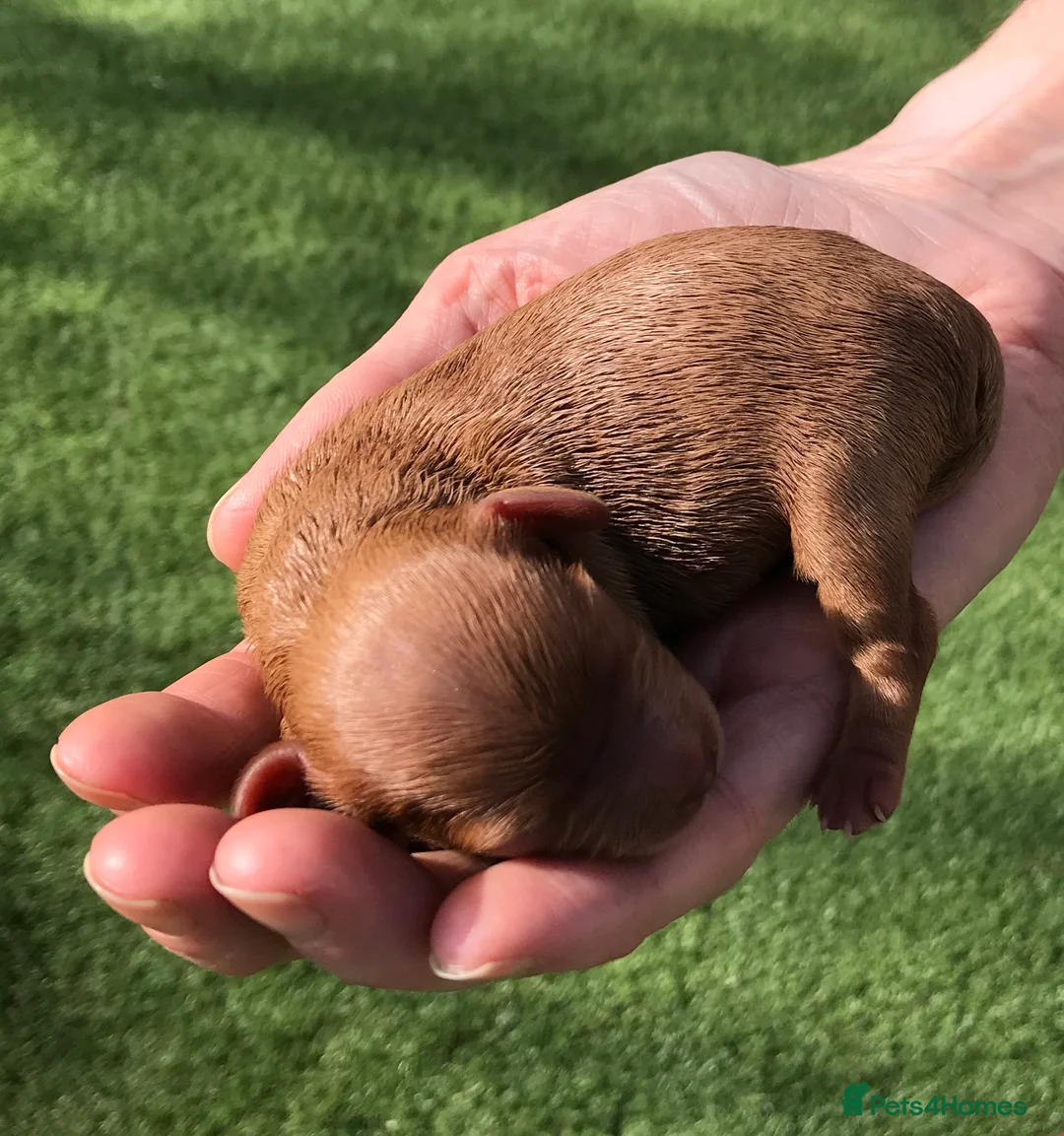 Cavapoo dogs for stud: Cavapoo Stud Dog. 5* Licensed Breeder - Advert 4