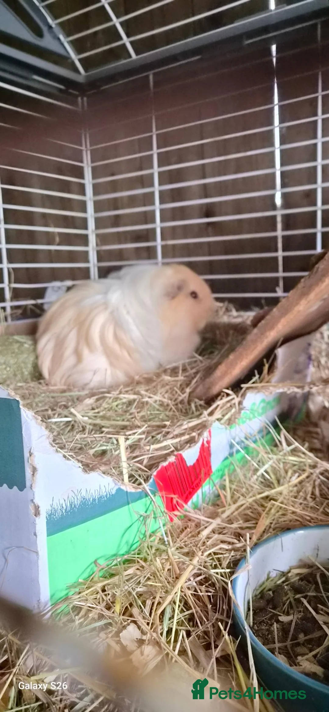 Guinea Pig rodents for sale: Bond boys ready go  - Advert 2