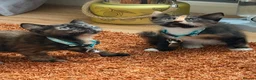 Mixed Breed cats for sale: 2 kittens  in Leicester - Advert 5