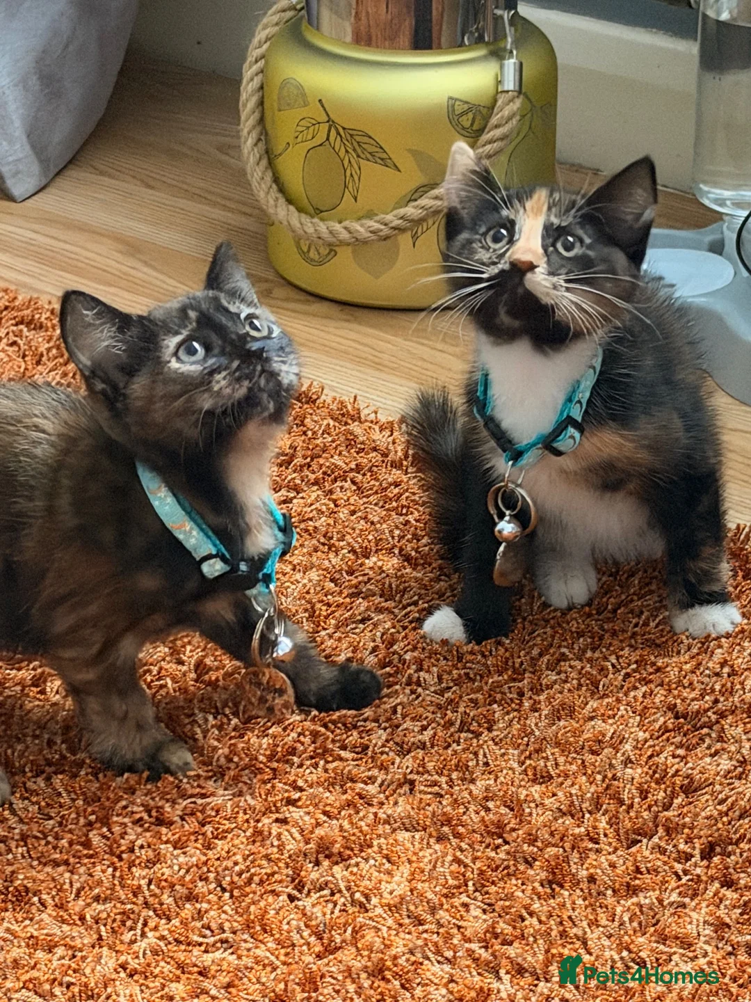 Mixed Breed cats for sale: 2 kittens  in Leicester - Advert 5