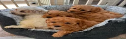Cavapoo dogs for sale: Toy Cavapoo Puppies  - Advert 7