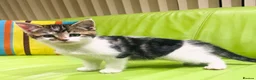Mixed Breed cats for sale: Kittens for sale ,mixed breed, wonderful behaviour - Advert 39