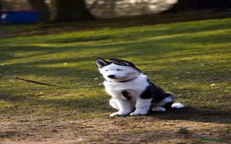 Siberian Husky dogs for stud: Stunning Blue eye Sibrian Husky for Stud  in Liverpool - Image 18