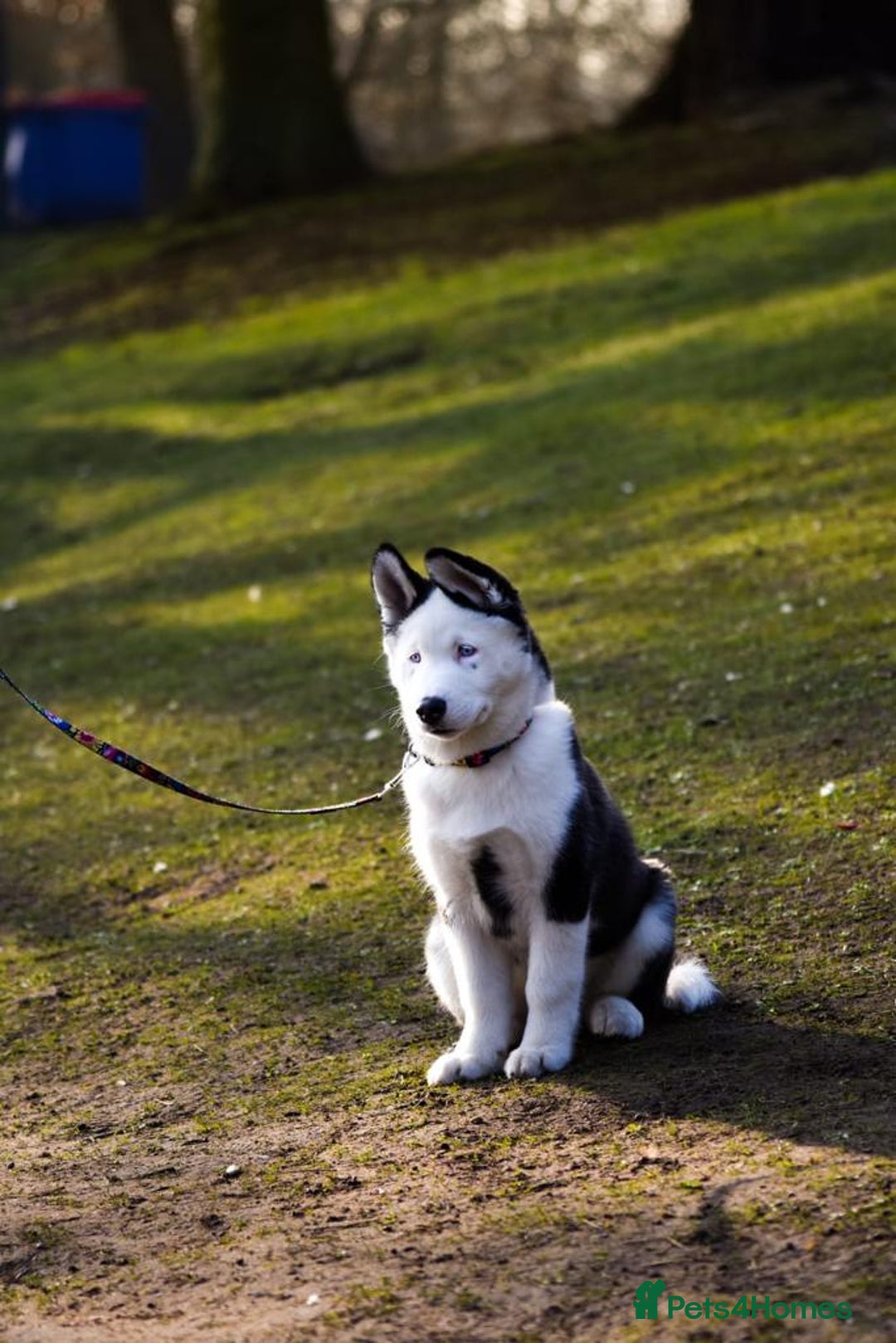 Siberian Husky dogs for stud: Stunning Blue eye Sibrian Husky for Stud  in Liverpool - Image 18