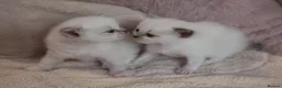 Ragdoll cats for sale: GCCF Ragdoll kittens. Lynx, Blue point. in Basingstoke - Advert 7