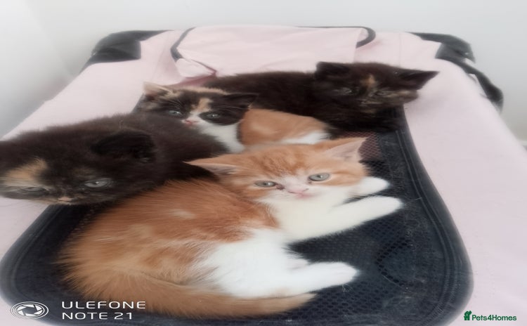 British Shorthair cats Beautiful exotic British Shorthair  - Advert 13