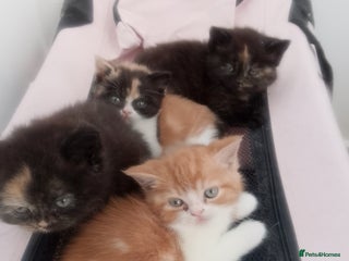 British Shorthair cats Beautiful exotic British Shorthair - Advert 15