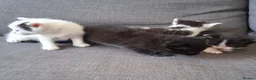 Maine Coon cats for sale: Fluffy Ragdoll x Maine Coon Kittens Available Soon - Advert 11