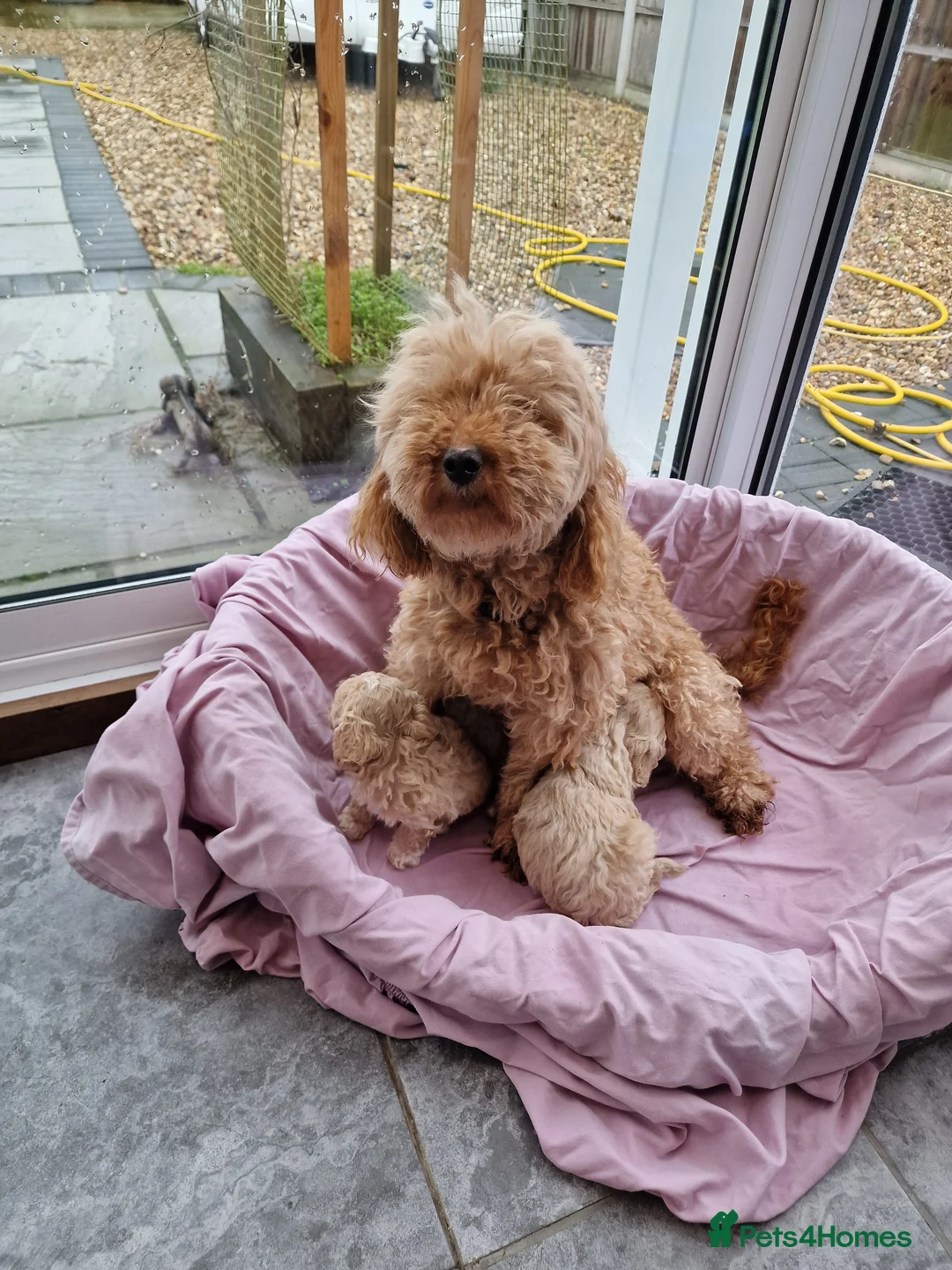 Maltipoo dogs for sale: 2x champion bloodline maltipoos - Advert 3