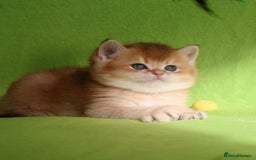 British Shorthair cats for sale: ✨Show quality Golden British Shorthair babies ✨ - Image 4