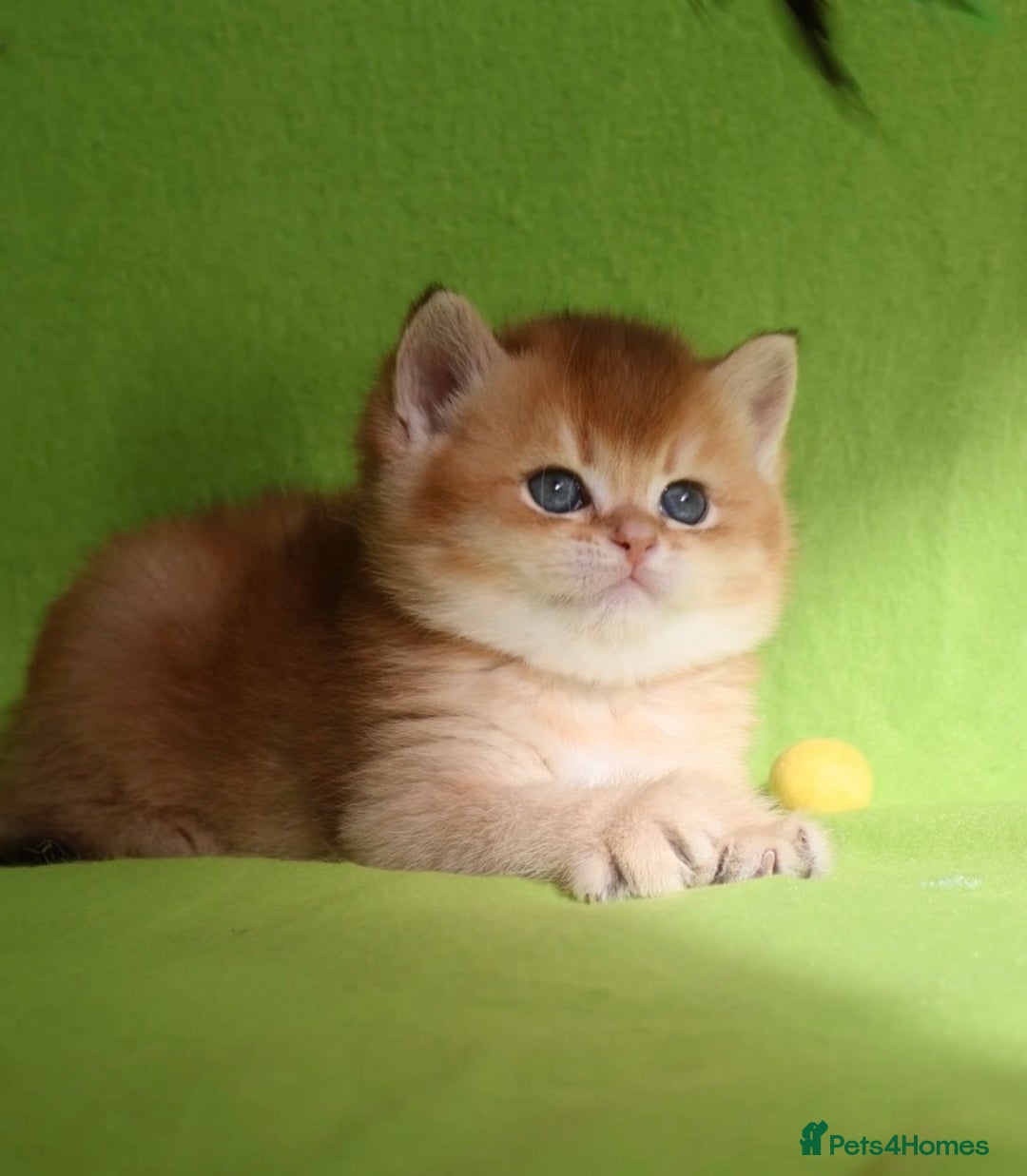 British Shorthair cats for sale: ✨Show quality Golden British Shorthair babies ✨ - Image 4