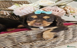 Cocker Spaniel dogs for sale: Ready this Thursday vet checked  - Image 15