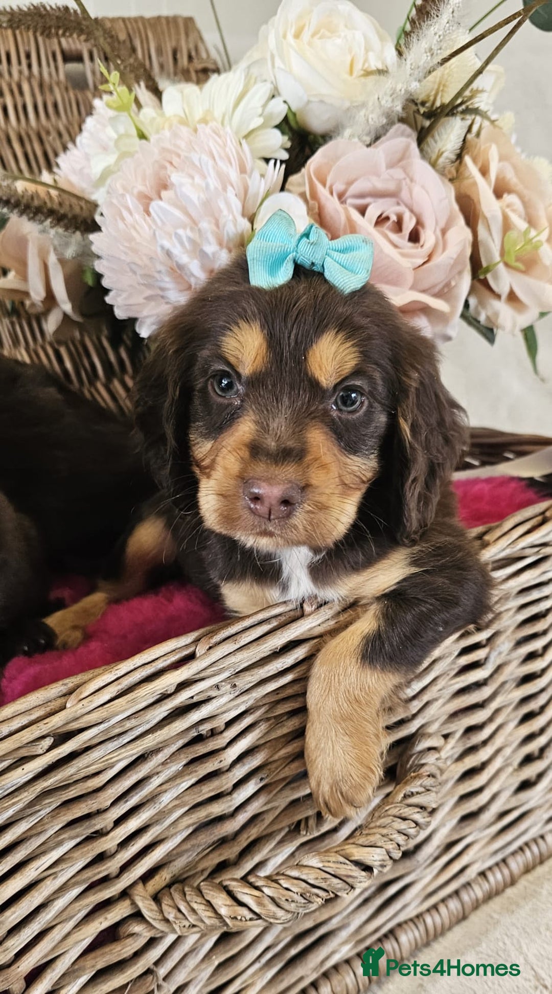 Cocker Spaniel dogs for sale: Ready this Thursday vet checked  - Image 15