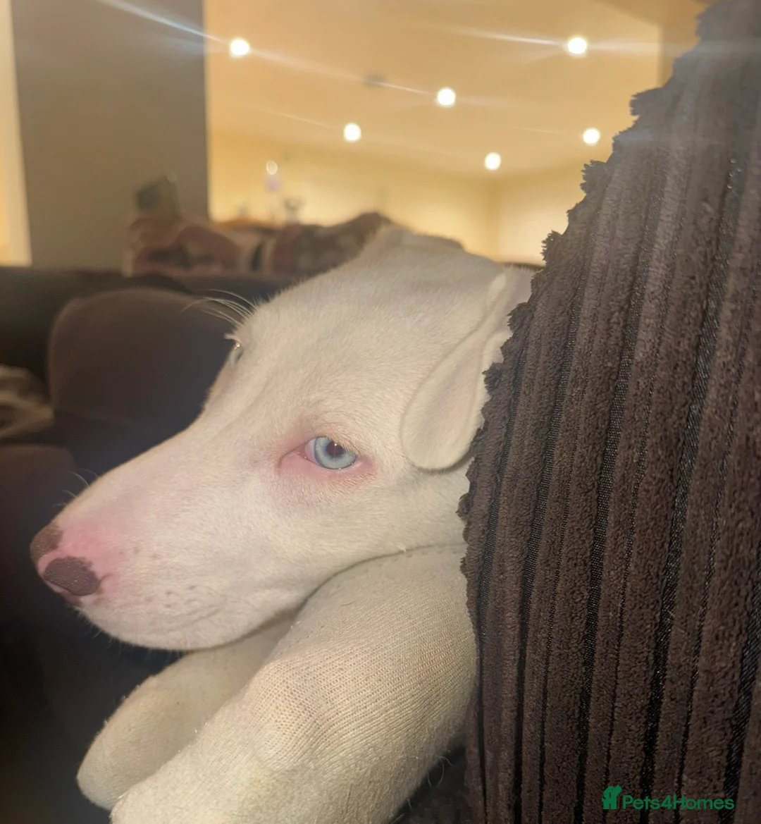 Mixed Breed dogs for sale: Deaf 5 months old husky mix girl - Advert 3