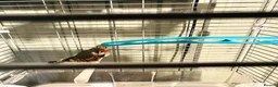 Finches birds for sale: Male & Female Pair Zebra Finches With Cage  - Advert 5