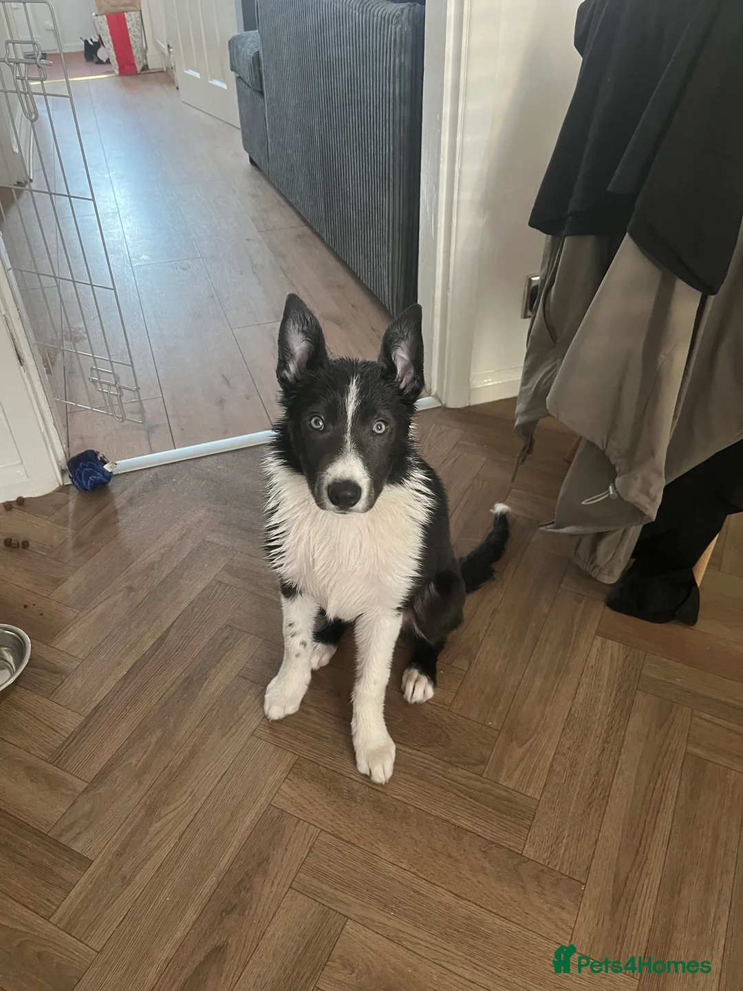Border Collie dogs for sale: Blue Border collie - Advert 1