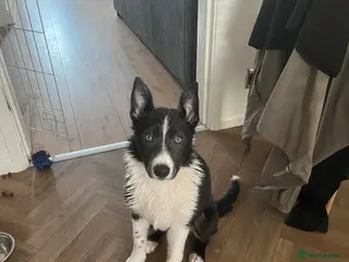 Border Collie dogs Blue Border collie - Advert 2