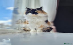 Mixed Breed cats for sale: Special home needed  - Image 2