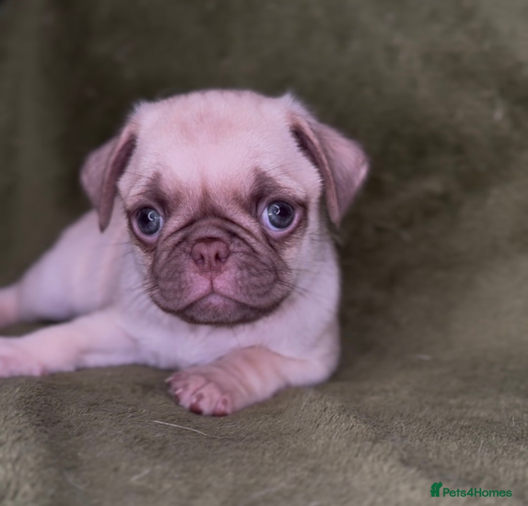 Pug dogs for sale: 3 beautiful pugs looking for there forever home - Image 2