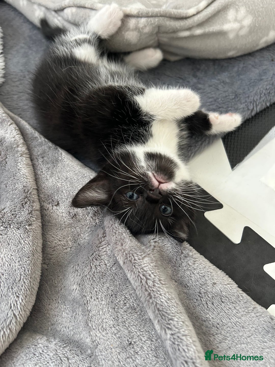 Mixed Breed cats for sale: Beautiful healthy kittens 1x Male and 2x female  - Image 13