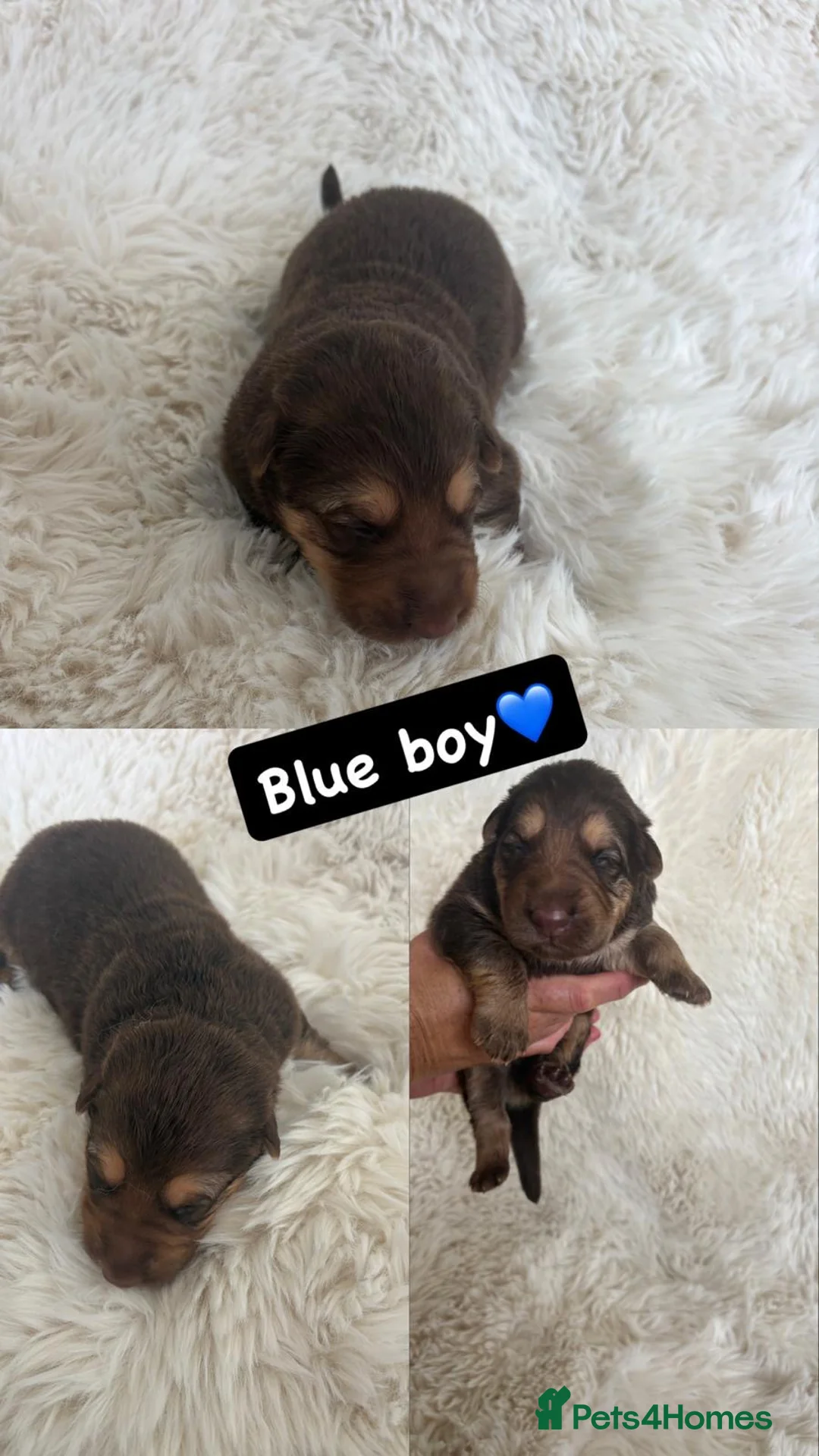 German Shepherd dogs for sale: RARE Elite Working GSD German shepherd puppy’s  - Advert 18