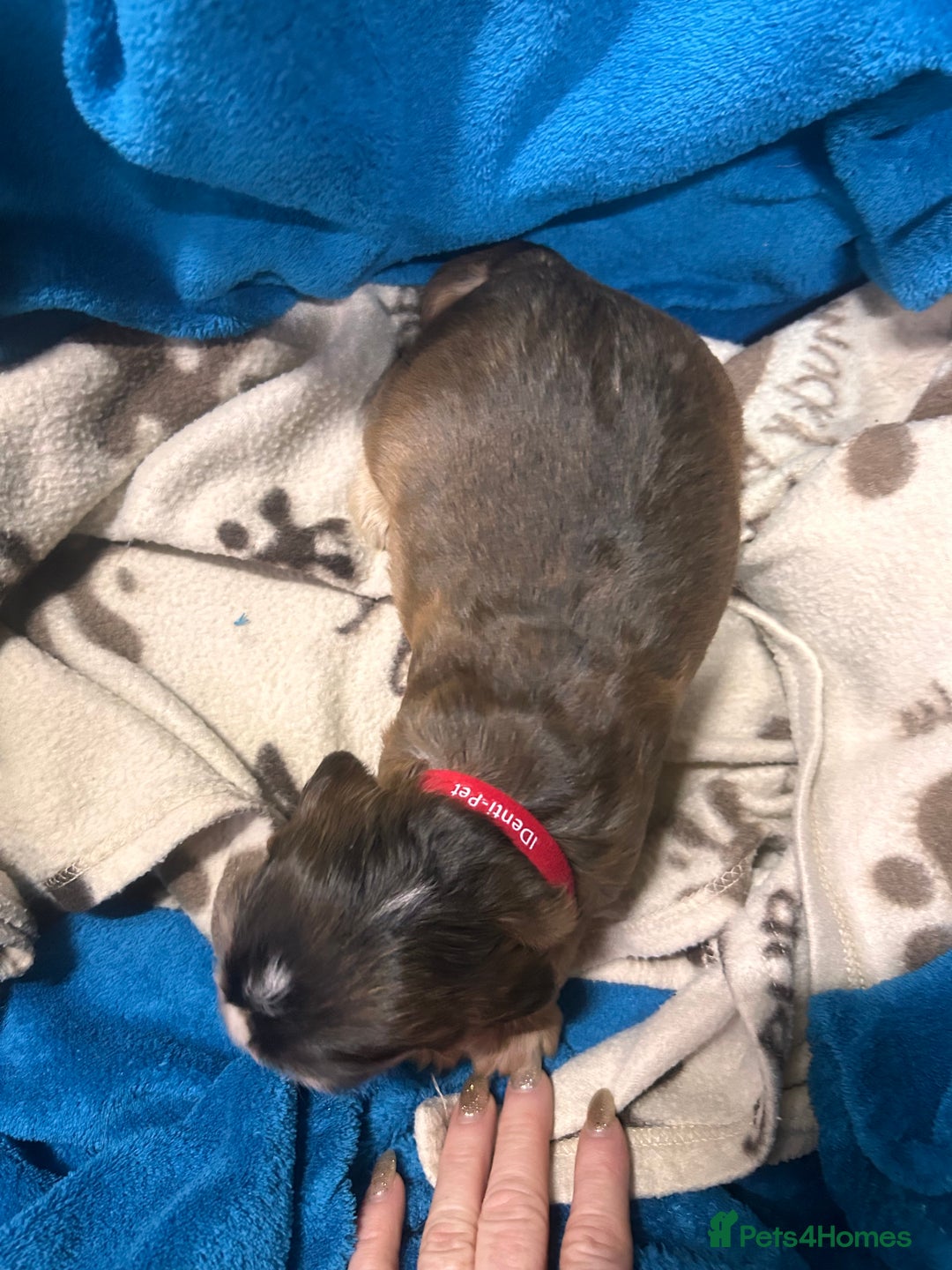 Cocker Spaniel dogs for sale: Cocker spaniel puppies for sale - Advert 11