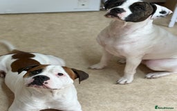 American Bull Staffy dogs for stud: Looking to stud - Image 9