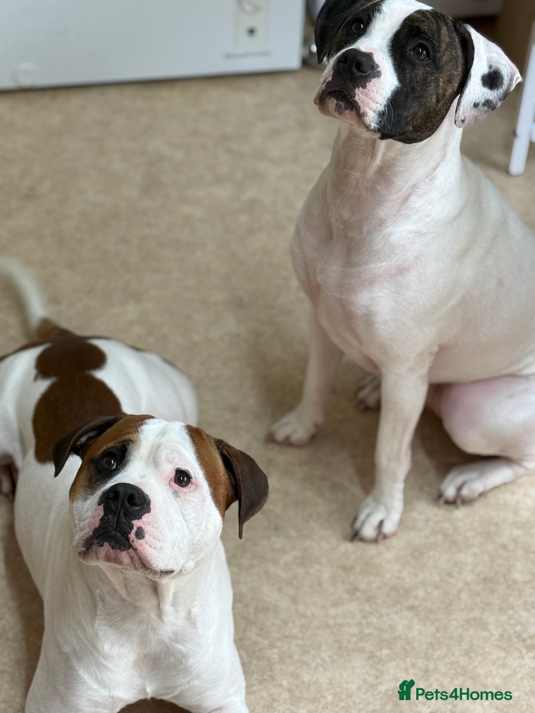 American Bull Staffy dogs for stud: Looking to stud - Image 9