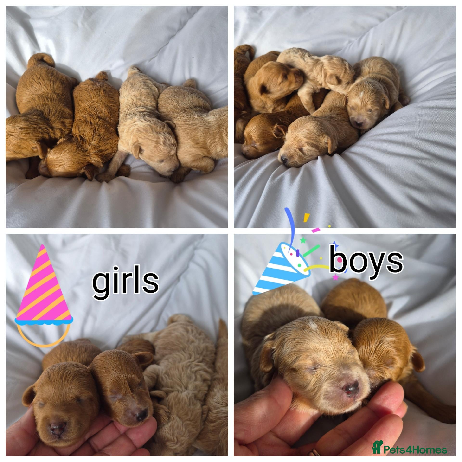 Westiepoo dogs for sale: Beautiful westipoo - Advert 1