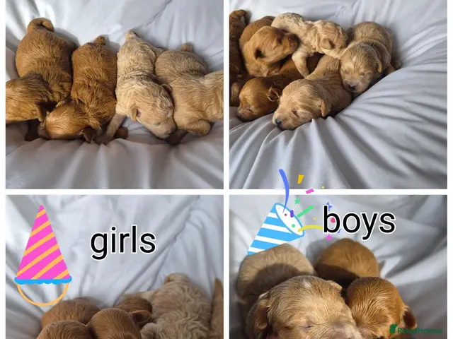 Westiepoo dogs for sale: Beautiful westipoo - Advert 1