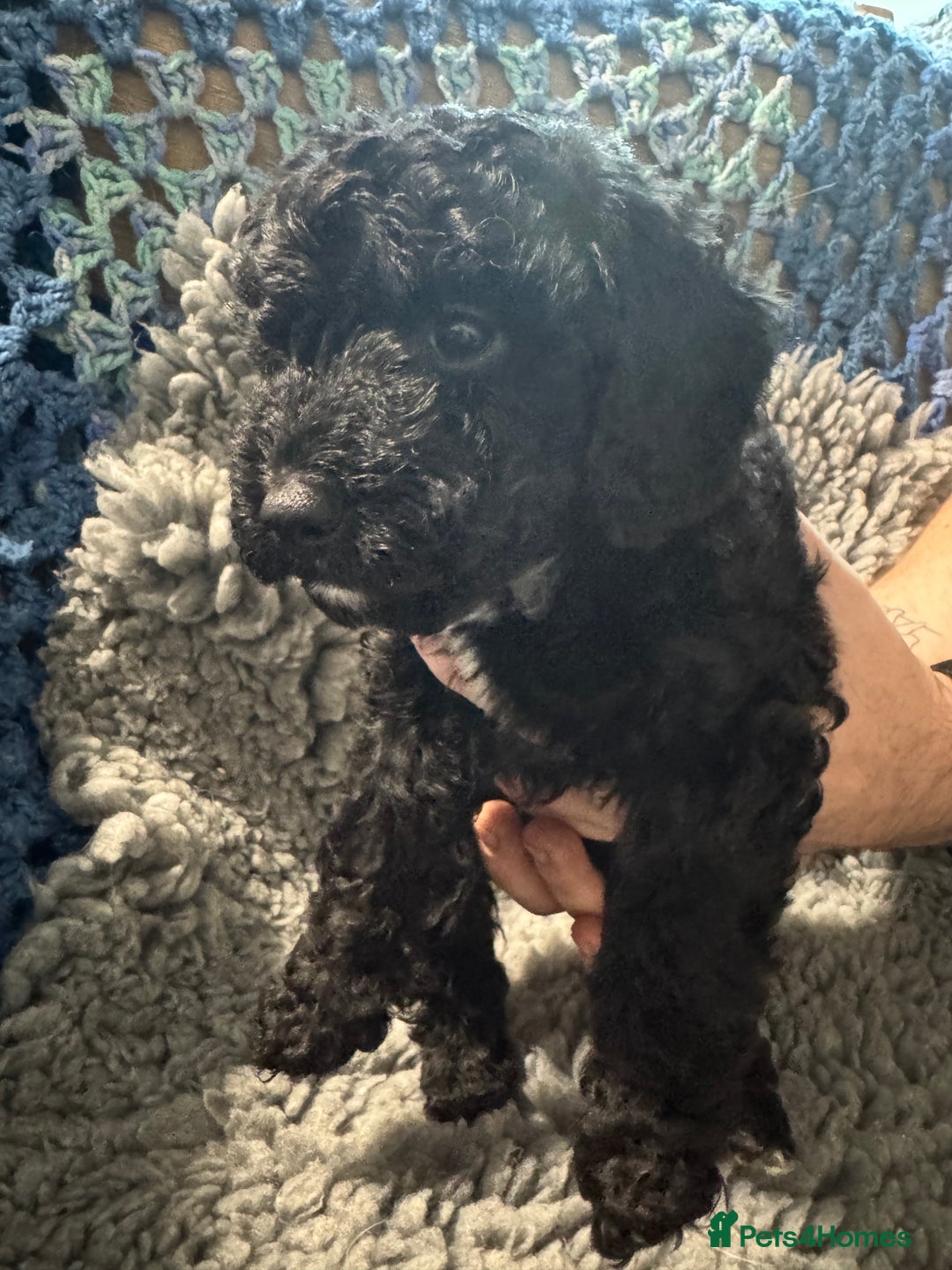 Cockapoo dogs for sale: Gorgeous F1B Cockapoo Puppies hypoallergenic  - Advert 16